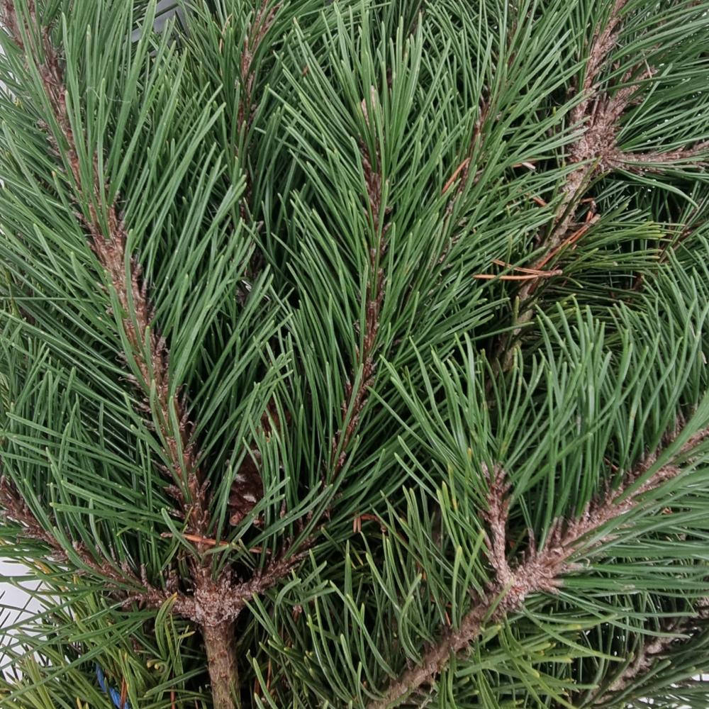 Tannengrün frische Bergkiefer Latschenkiefer