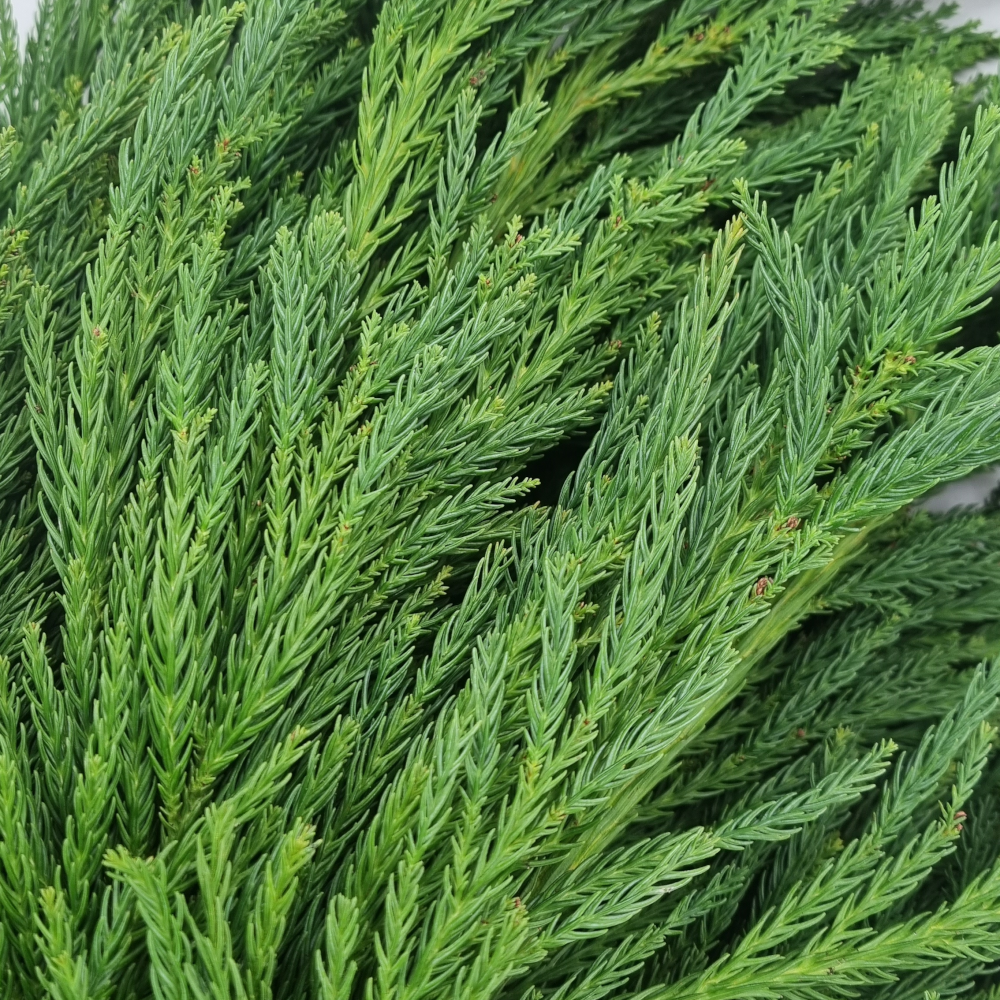 Cryptomeria_japonica Schnittgrün 2