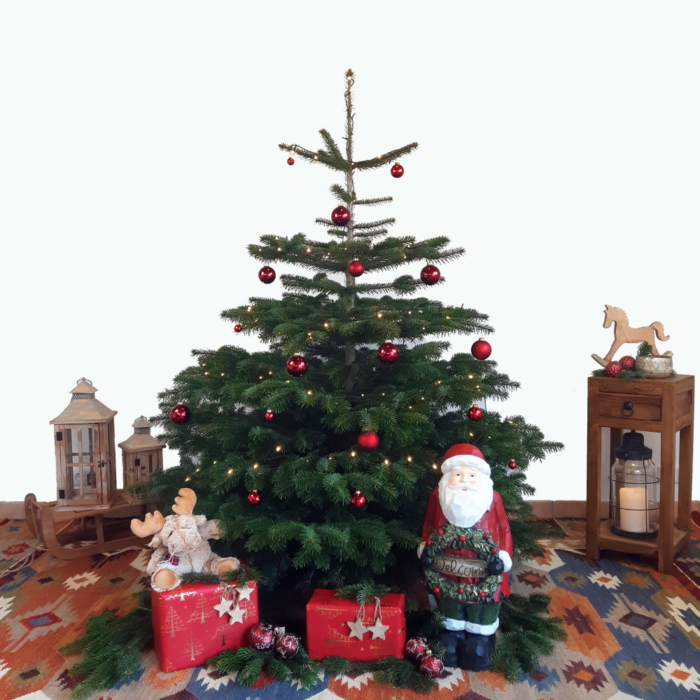 Nordmanntanne Weihnachtsbaum 140-165cm \